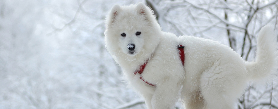 Samoyed on Snow