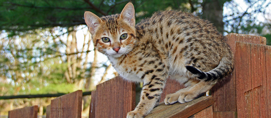 savannah cat breeder near me