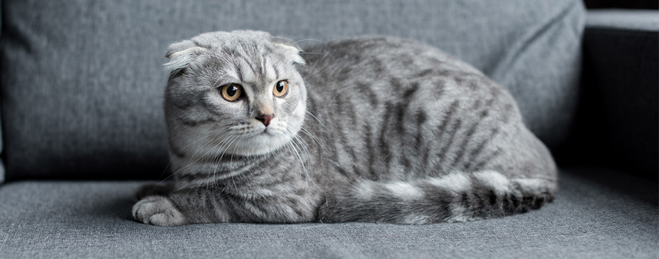 Scottish Fold Cats