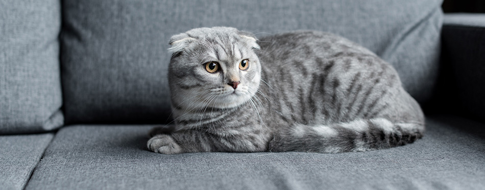 Scottish fold cat