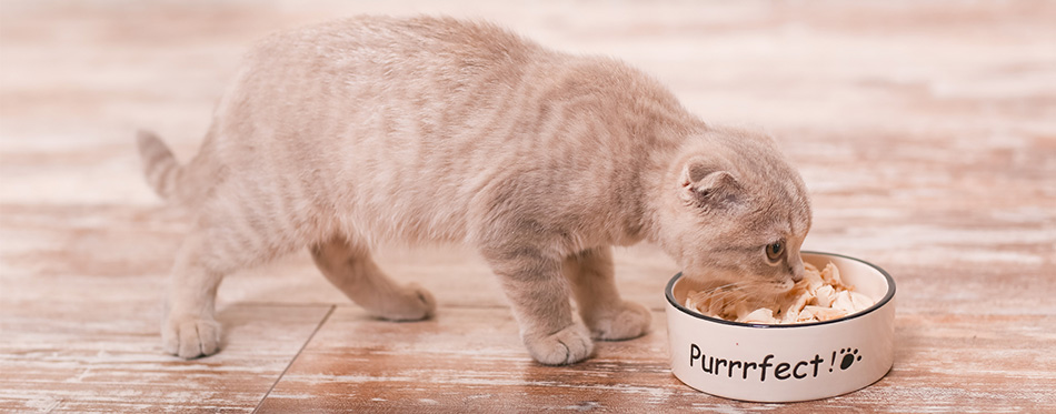 Scottish fold cat and bowl of food