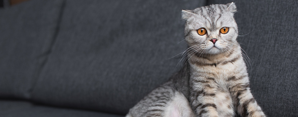 Scottish fold cat sitting on couch in living room