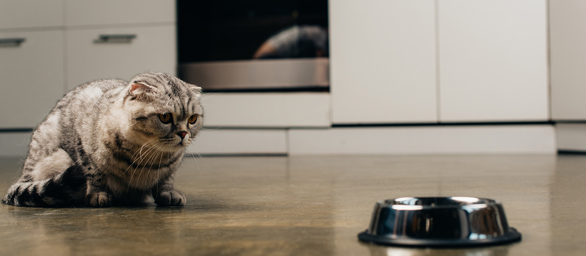 Scottish fold cat sitting on floor near metal bowl 