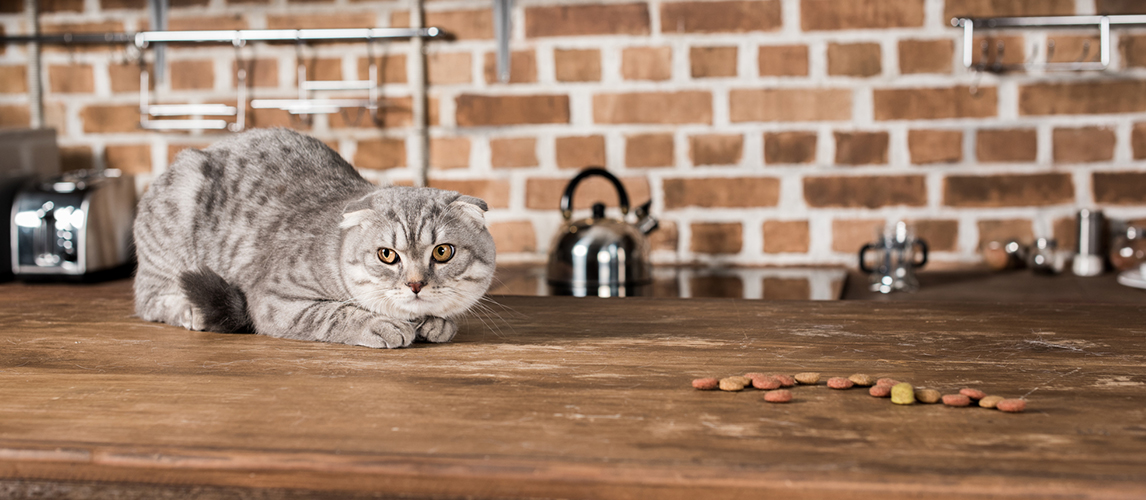 Scottish fold cat