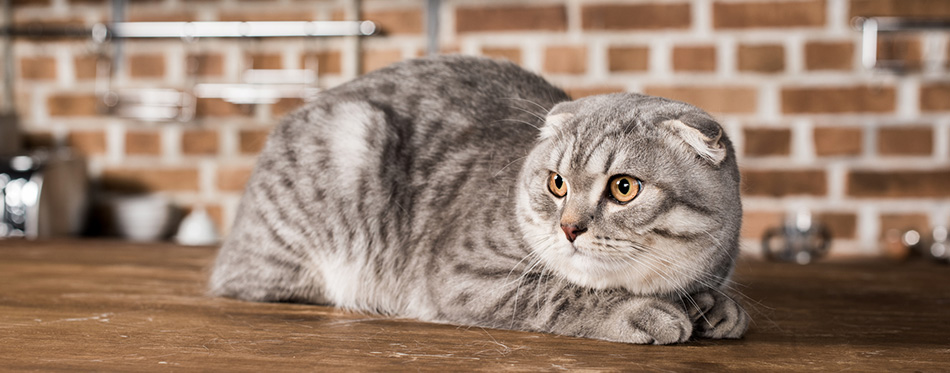 Scottish fold