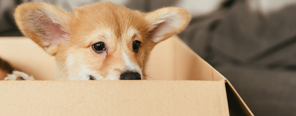Selective focus of adorable puppy sitting in cardboard box