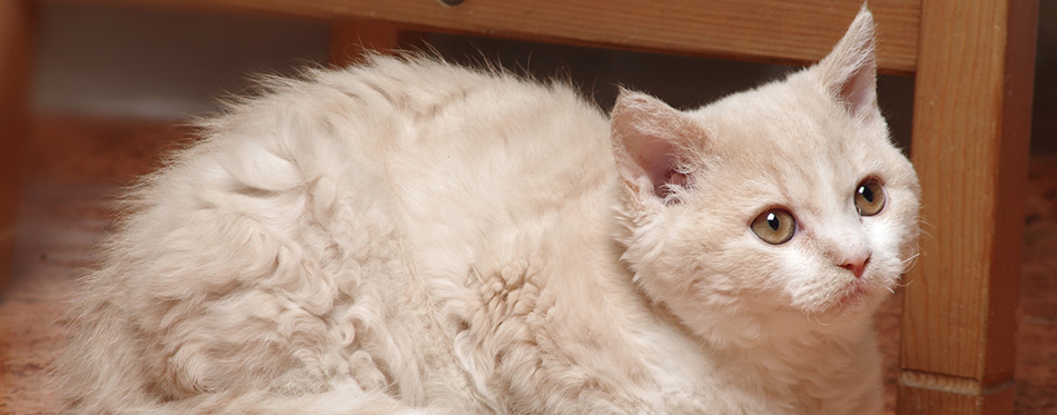 Selkirk rex kitten