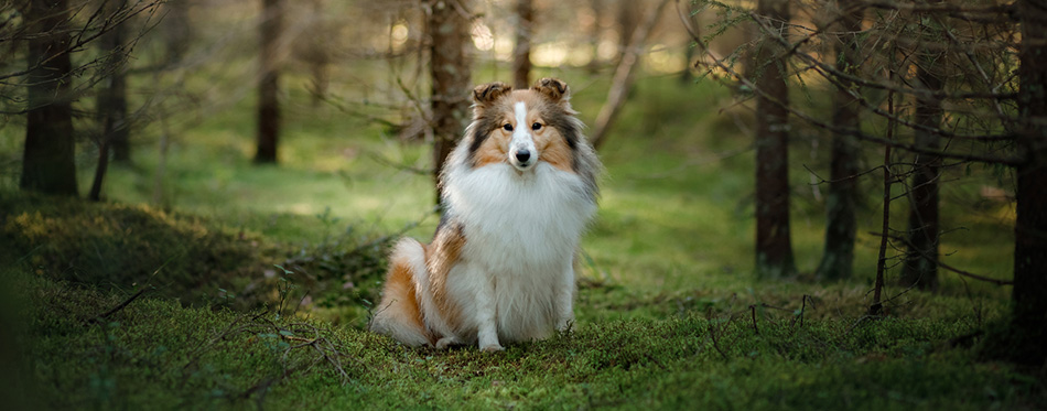 Shetland Sheepdog