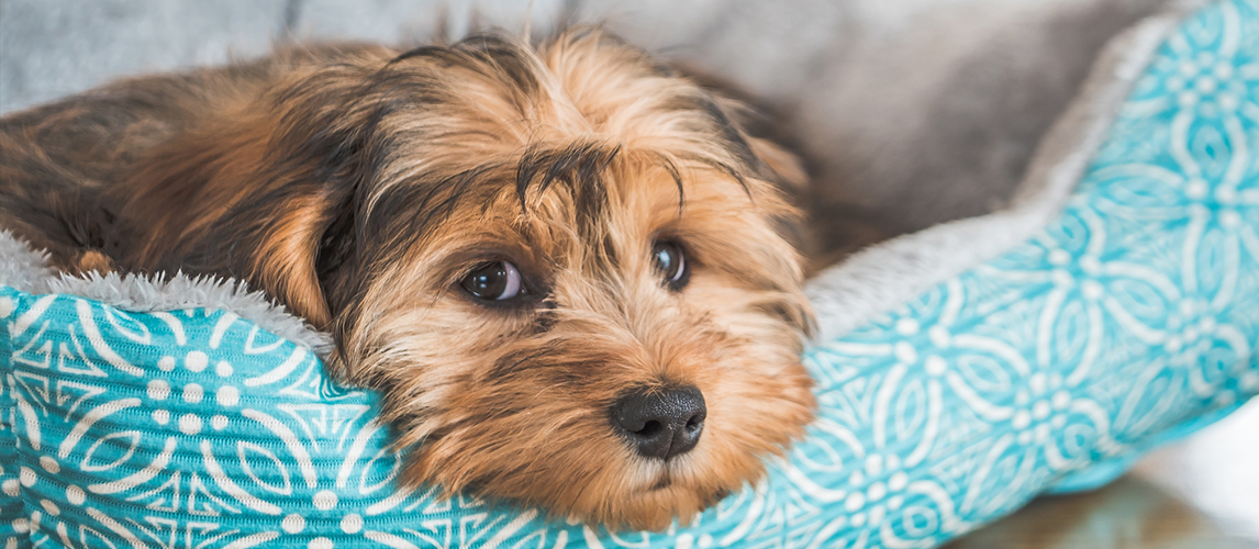 maltipoo shih tzu mix