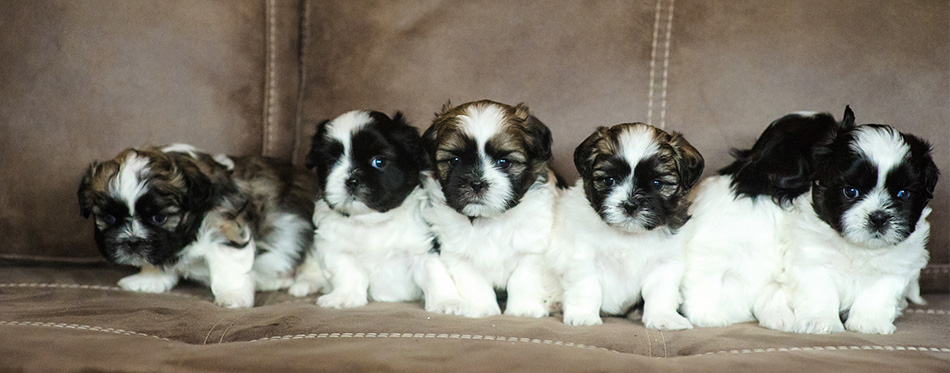 Shih Tzu puppies