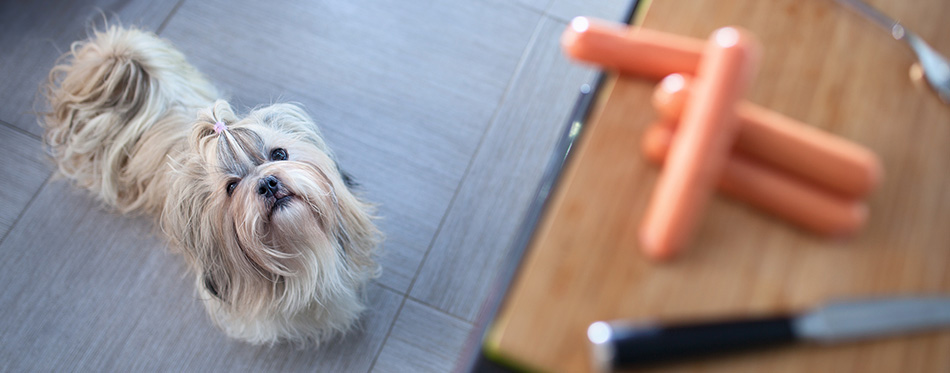 Shih tzu dog standing in kitchen