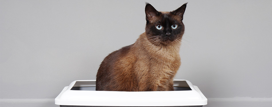 Siamese Cat