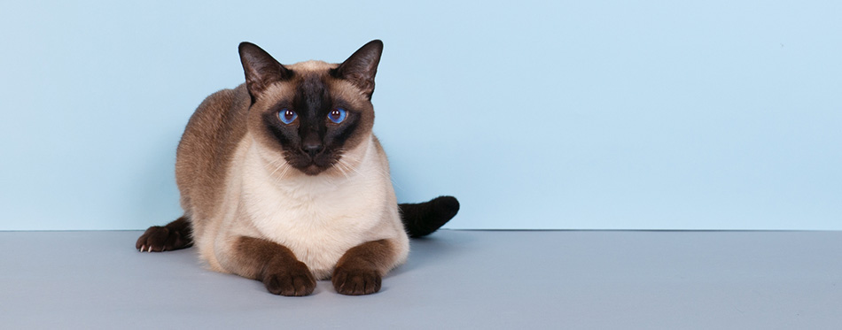 Siamese Cat