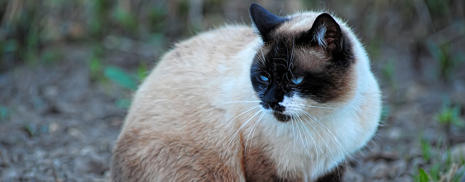 Siamese Snowshoe cat on green grass