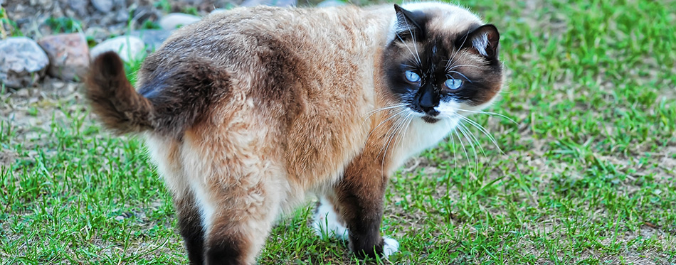 Siamese Snowshoe cat on green grass