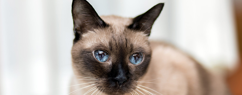 Siamese cat