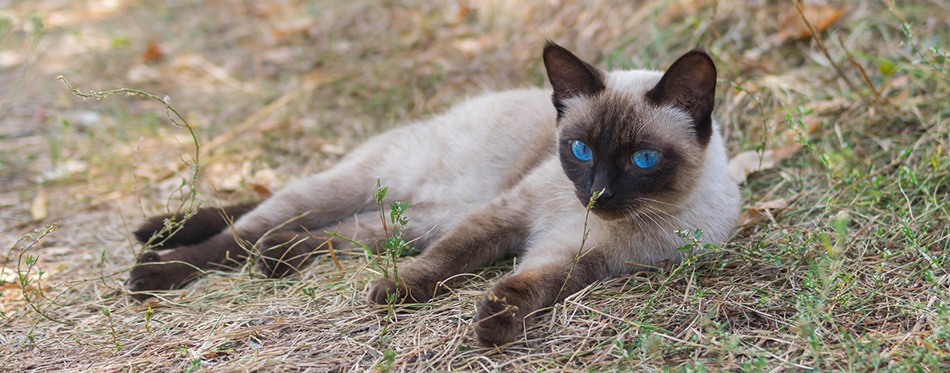 Siamese cat lying on the grass