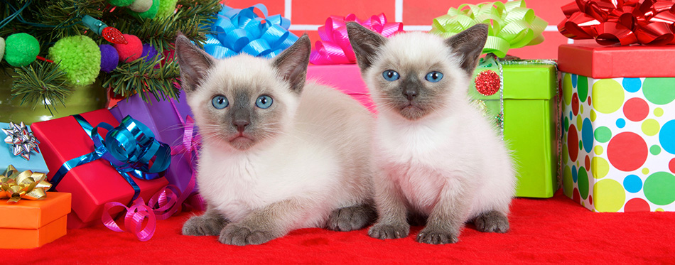 Siamese kittens