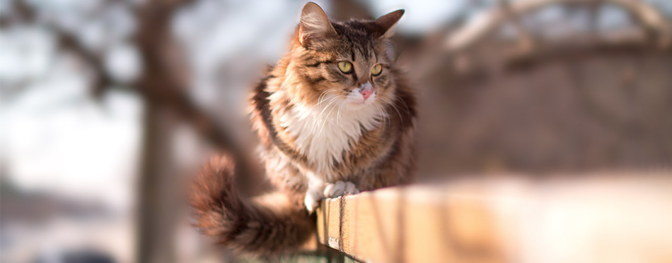 Siberian Cat