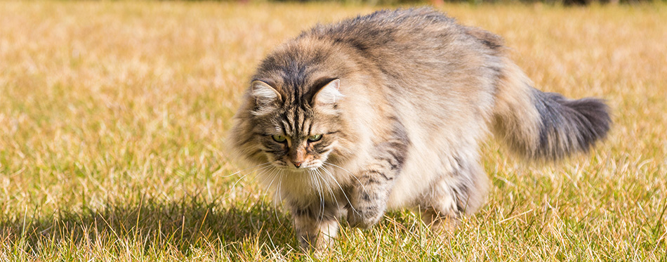 Siberian cat in a garden