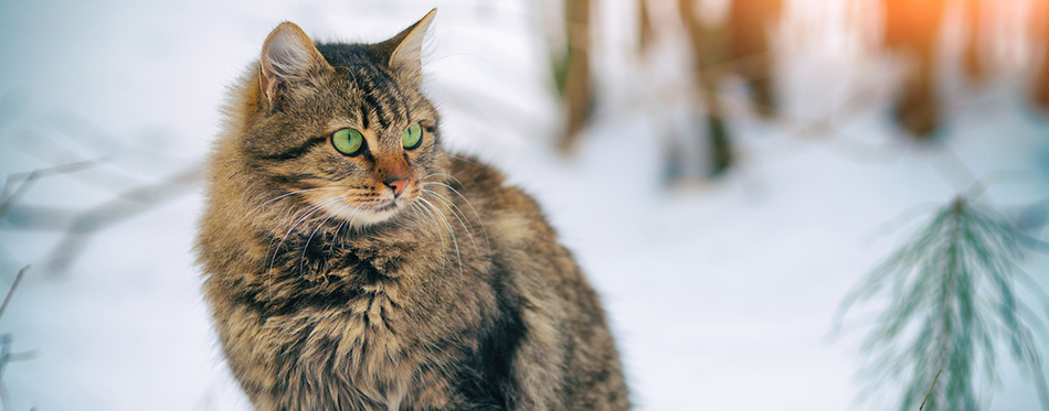 Siberian cat in forest