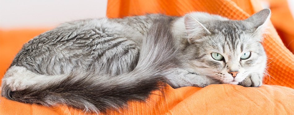 Siberian cat lying