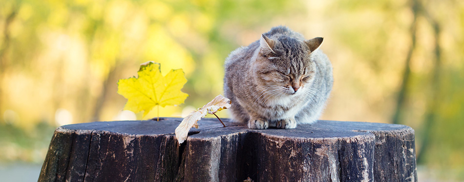 Siberian cat sitting at stump