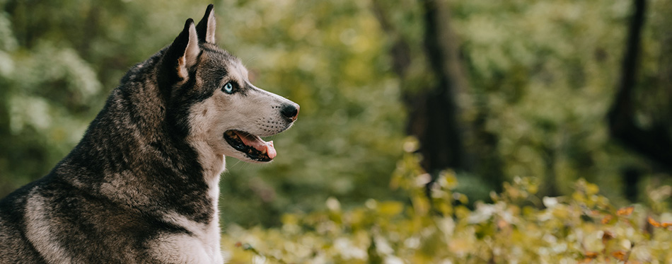 Siberian husky dog in autumn park 