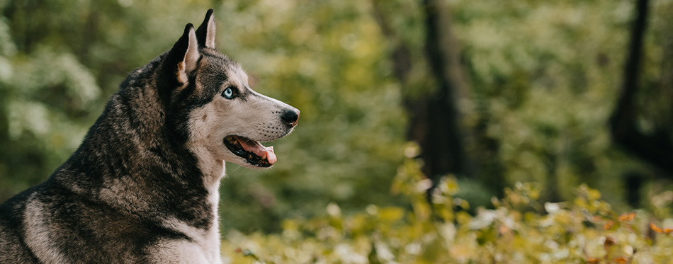 Siberian husky dog in autumn park