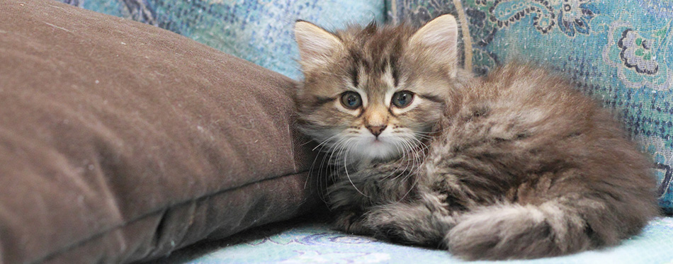 Siberian kitten