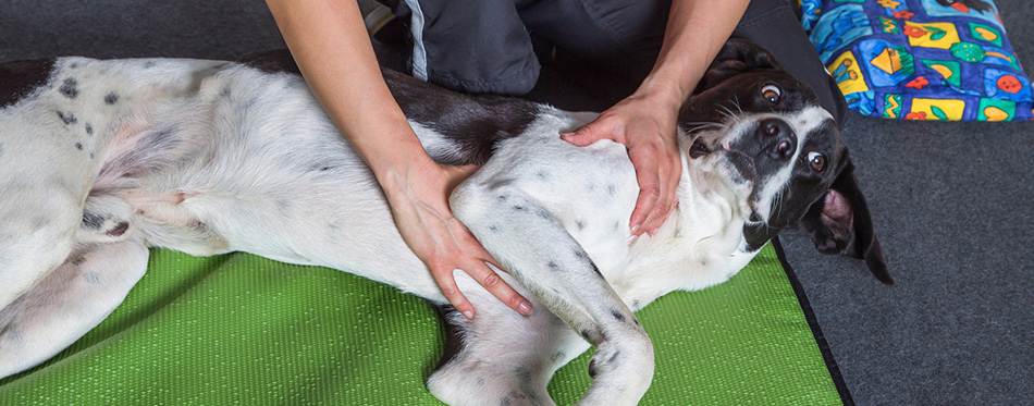 Sick Dog lies on the Floor during Massage