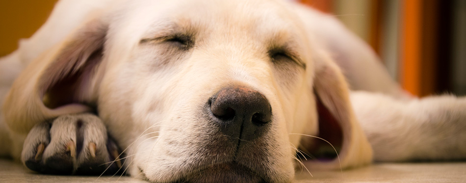 Sleeping Labrador