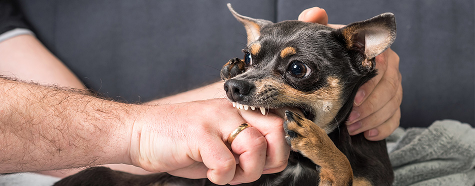 Small dog bites the owner