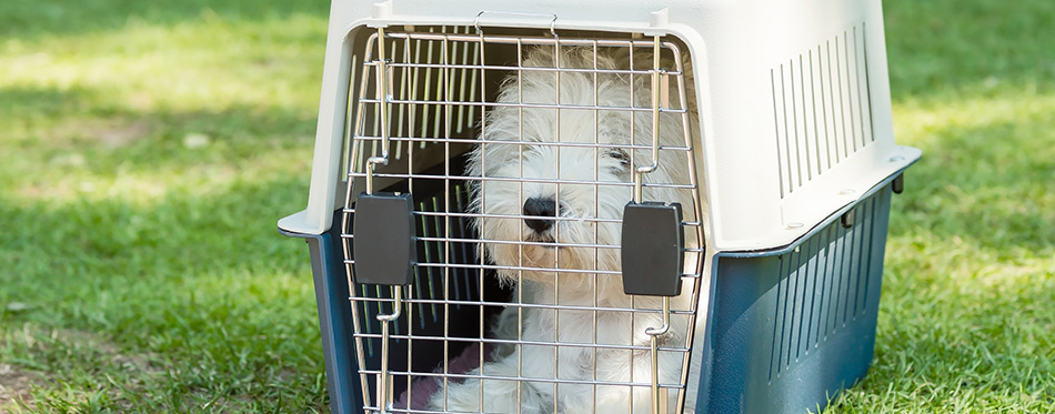 Small dog in cage