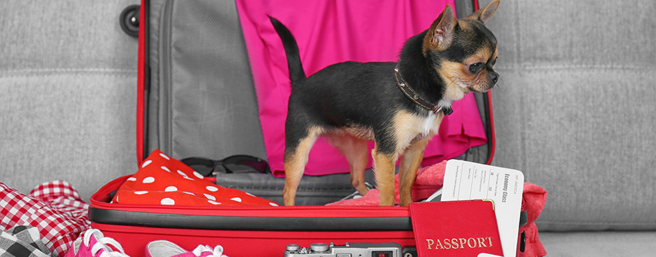Small dog in suitcase