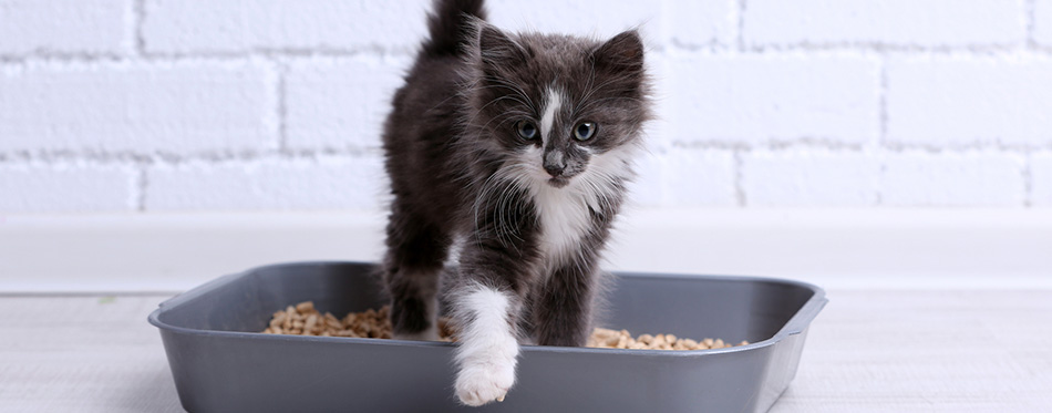 Small gray kitten in plastic litter cat