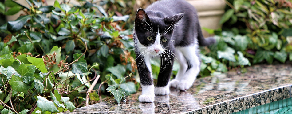 Small kitty on the edge of swiming pool 