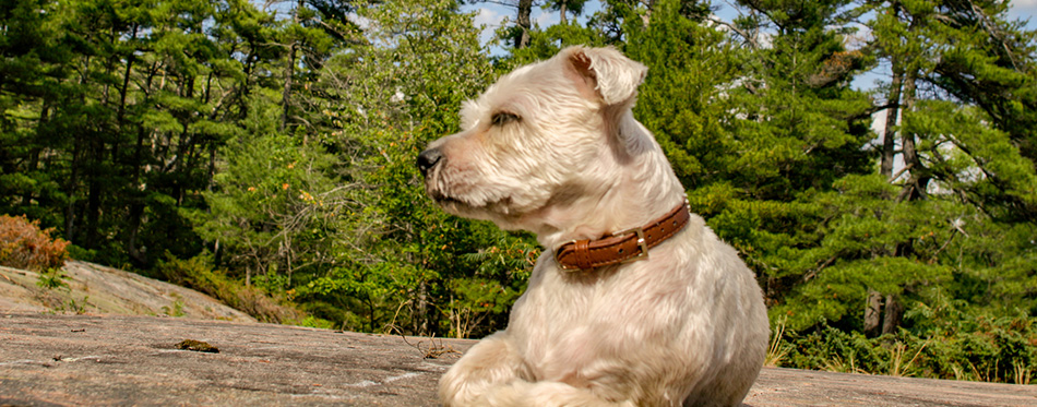 Small yorkie shih-tzu known as a shorkie dog panting in grass wi - stock image