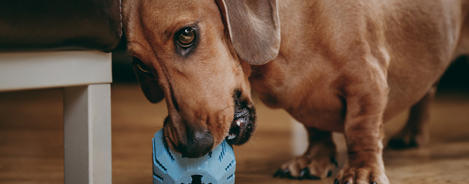 Smooth brown miniature dachshund playing with a rubber toy on the floor at home. - stock image