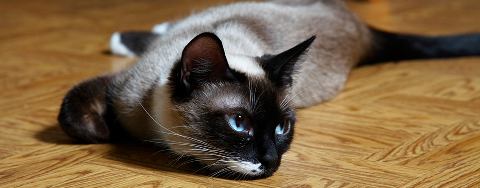 Snowshoe cat laying on the floor