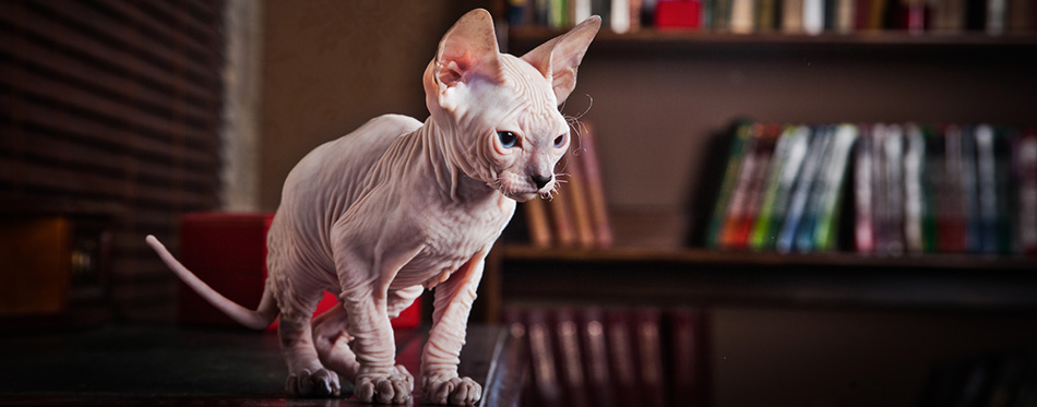 Sphynx Cats