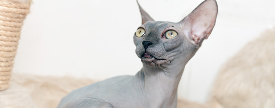 Sphynx cat