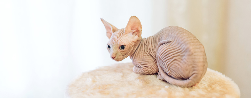 Sphynx cat