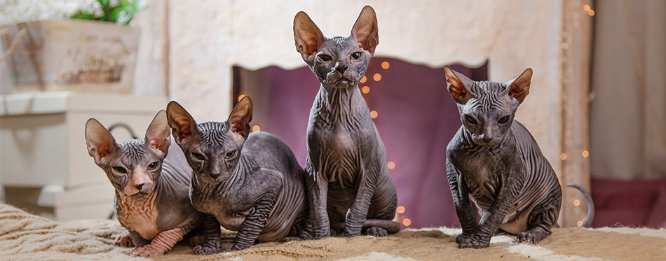 Sphynx cats