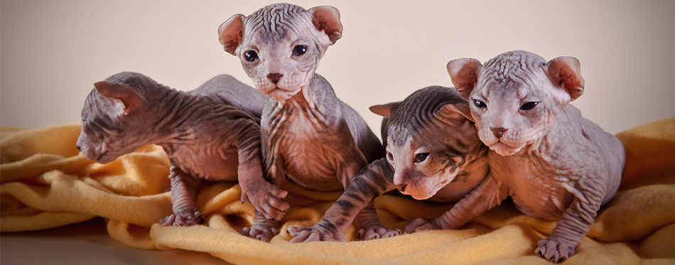 Sphynx kittens