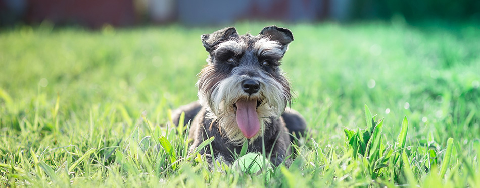 Standard Schnauzer