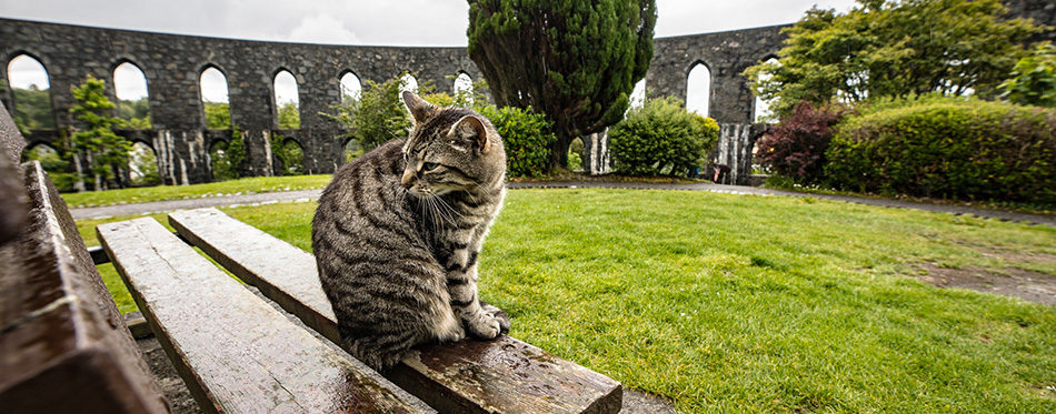 Street cat in Scottish park on rainy day.