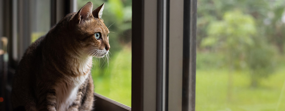 Tabby cat sit on the wooden table near the window