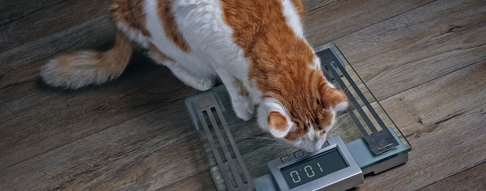 Tabby cat with overweight looking worried on a scale
