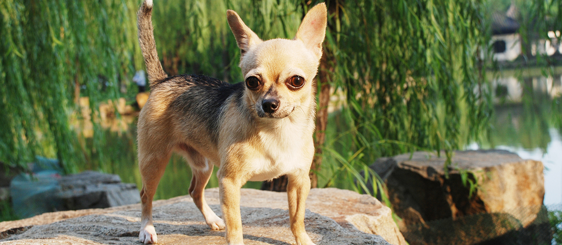 german shepherd teacup chihuahua mix